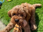 �t��ata Cavapoo mini.