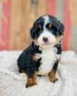 mini �t��ata Bernedoodle.