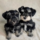 �t��ata mal�ch kn�ra�� a mal�ch kn�ra��.