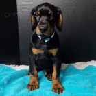 �teniatka dobermana.