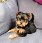 �t��ata jork��rsk�ho teri�ra