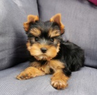 �t��ata jork��rsk�ho teri�ra