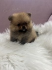 Pomeranian BOO �t��ata