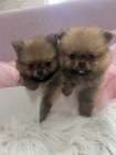 Pomeranian BOO �t��ata