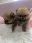 Pomeranian BOO �t��ata