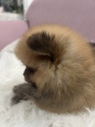 Pomeranian BOO �t��ata