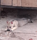 �eskoslovensk� vl��k �t��ata