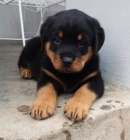 MINI �t���tka rotvajlera.