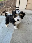 mini �t��ata Bernedoodle.