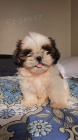 Pred�m hygienicky a soci�lne vy�kolen� �teniatka SHIH TZU