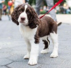 Prod�m kr�sn� a rozko�n� �t���tka anglick�ho �pringr�pan�la.