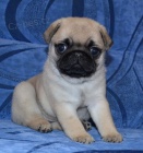 Kr�sn� b�ov� a �ern� fenka a pes o�kovan� �t��ata mopse na prodej