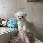 Pred�m vakcinovan� miniat�rne �teniatka maltez�kov.