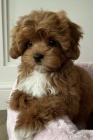 Prod�m o�kovan� a od�erven� �t��ata Cavapoo mini.