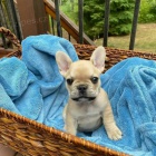 Pred�m ZDRAV� a O�KOVAN� �teniatka franc�zskeho buldo�ka.