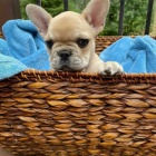 Pred�m ZDRAV� a O�KOVAN� �teniatka franc�zskeho buldo�ka.