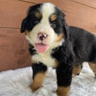 Prod�m mini �t��ata bernsk�ho sala�nick�ho psa a feny o�kovan� a od�erven�.