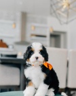 Prod�m zdrav� a o�kovan� mini �t��ata Bernedoodle.
