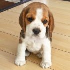 �t��ata BEAGLE