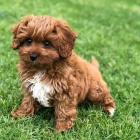 �t��ata Cavapoo mini.