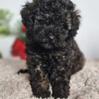 �t�n� �ern�ho pudla