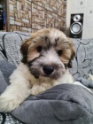 Pred�m rozko�n� a zdrav� �teniatka havanese.