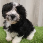 Prod�m zdrav� a o�kovan� �t��ata mini Havamalt.