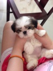 Pred�m hygienicky a soci�lne vy�kolen� �teniatka SHIH TZU