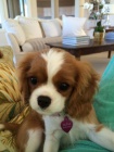 Prod�m mini o�kovan� �t��ata Kaval�r King Charles Spaniel.