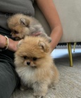 Hygienicky vy�kolen� miniaturn� �t��ata pomeranian� na prodej.