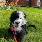 O�kovan� a od�erven� mini �t��ata portugalsk�ho vodn�ho psa k adopci