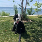 O�kovan� a od�erven� mini �t��ata portugalsk�ho vodn�ho psa k adopci