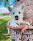 Pred�m mini �teniatka West Highland White Terriers