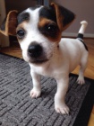 z�skejte k prodeji ��asn� a zdrav� �t��ata jack russell teri�ra.