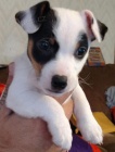 z�skejte k prodeji ��asn� a zdrav� �t��ata jack russell teri�ra.
