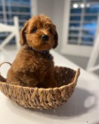 �t��ata Cockapoo mini toy