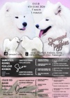 Samojed �t��ata