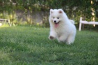 Samojed �t��ata