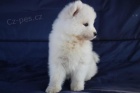 Samojed �t��ata