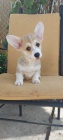 Pembroke Welsh Corgi �t��ata