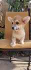 Pembroke Welsh Corgi �t��ata