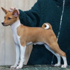 �t���tka Basenji