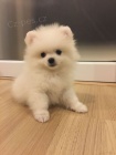 miniaturn� �t��ata pomeranian� na prodej.