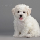 �t���tka Bi�onka