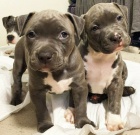 �teniatka staford��rskeho bulteri�ra