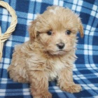 �t��ata Maltipoo.