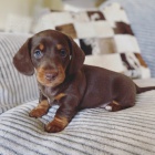 Prod�m trpasli�� �t��ata jezev��ka hladkosrst�ho