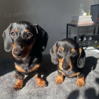 Prod�m trpasli�� �t��ata jezev��ka hladkosrst�ho