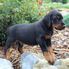 �teniatka dobermana.