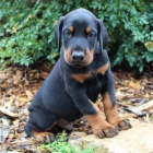 �teniatka dobermana.